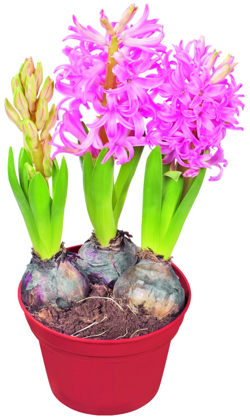 Hyacinty (Hyacinthus Hybr.)