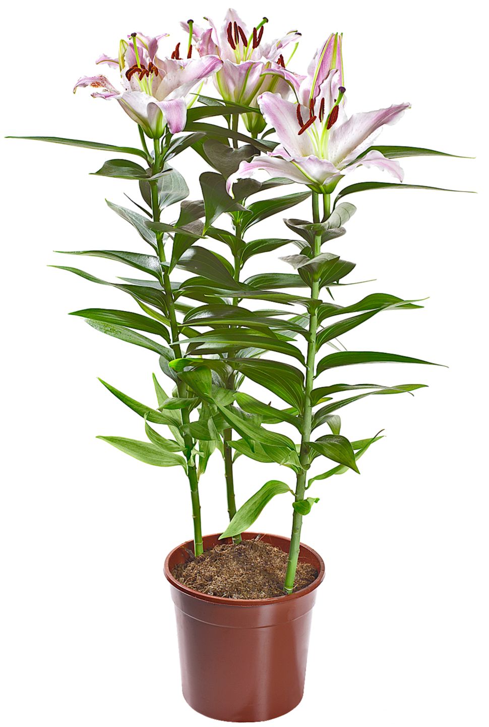 Изображение на Лилиум Ориентал Ø13 см