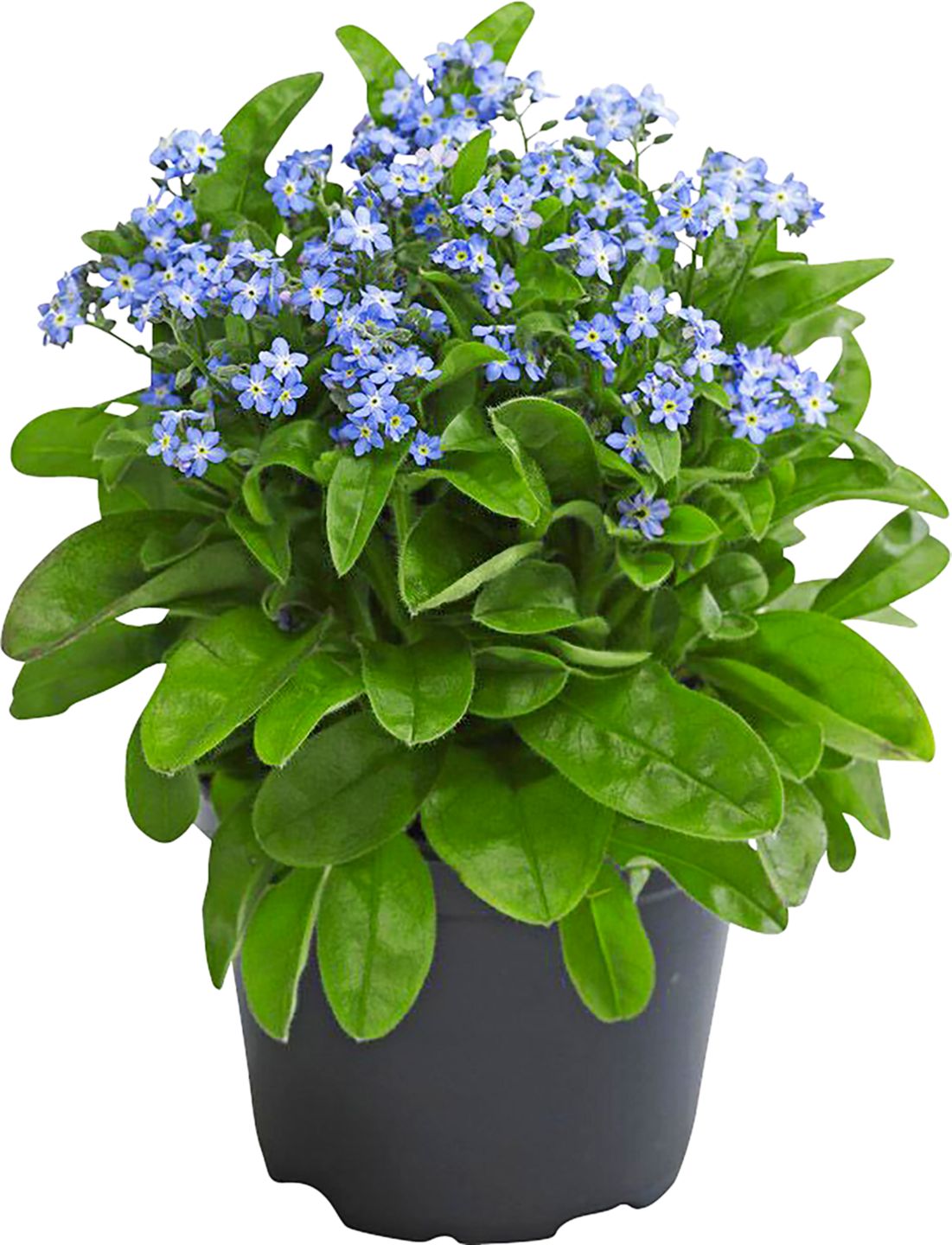 Pomněnka Myosotis
různé barvy