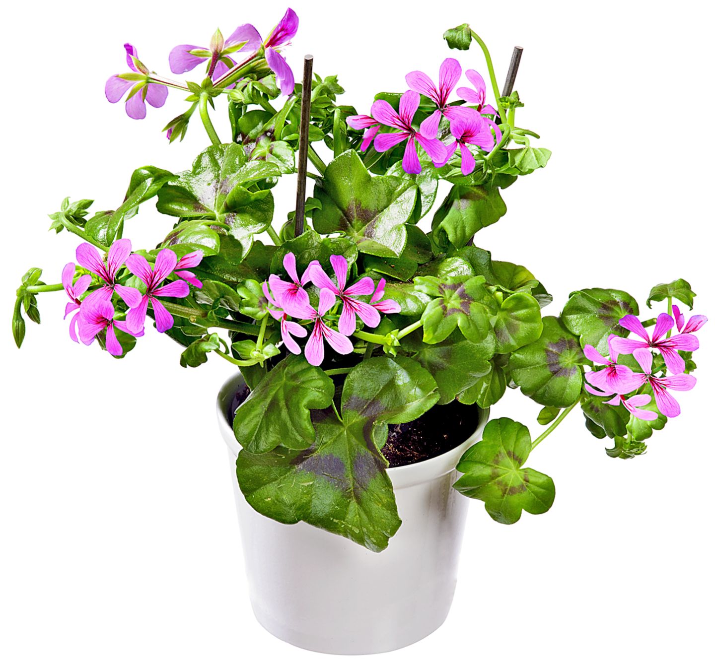 Изображение на Мушкато 