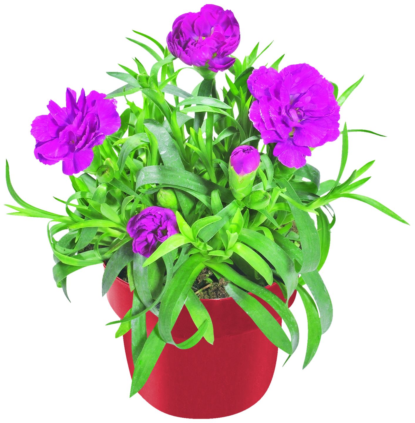 Klinček záhradný (Dianthus caryophyllus)