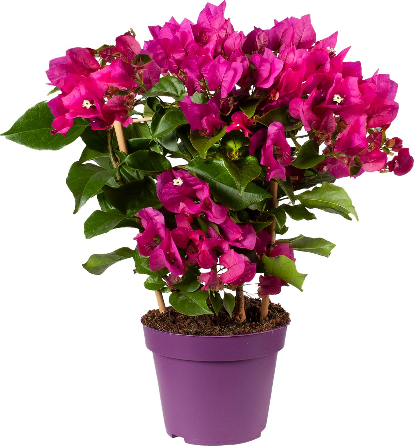 Bougainvillea Purple 