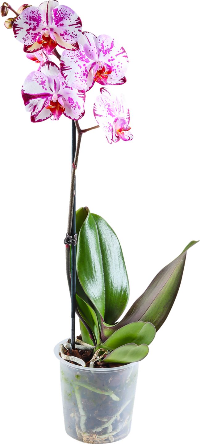 Orchidea Phalaenopsis 1 výhon