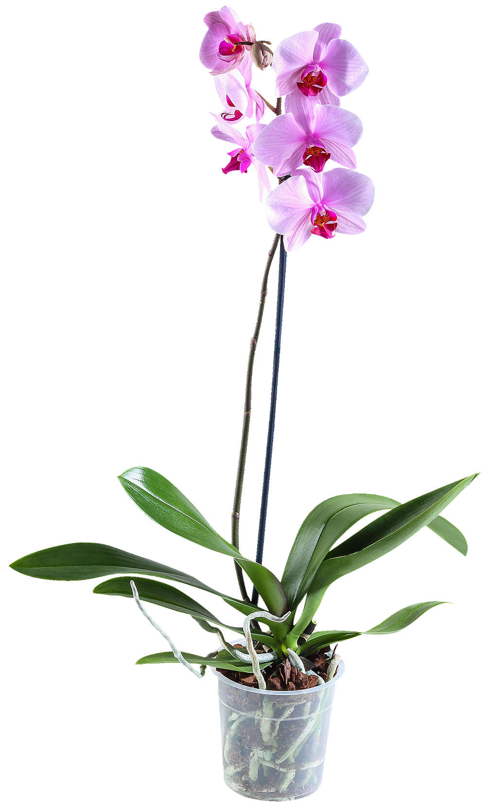 Zobrazit nabídku Orchidea-Phalaenopsis 1 výhon