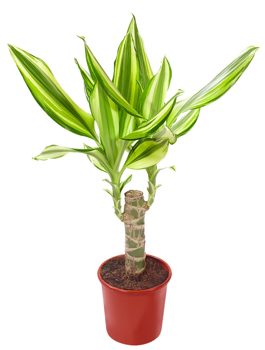 Dracéna vonná Dracaena fragrans