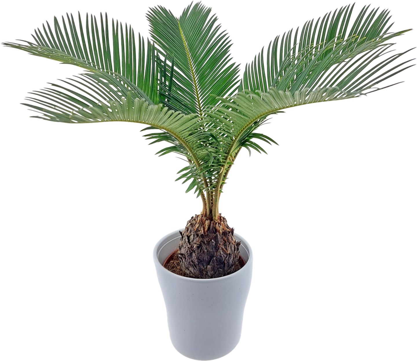 Cykas japonský (Cycas)