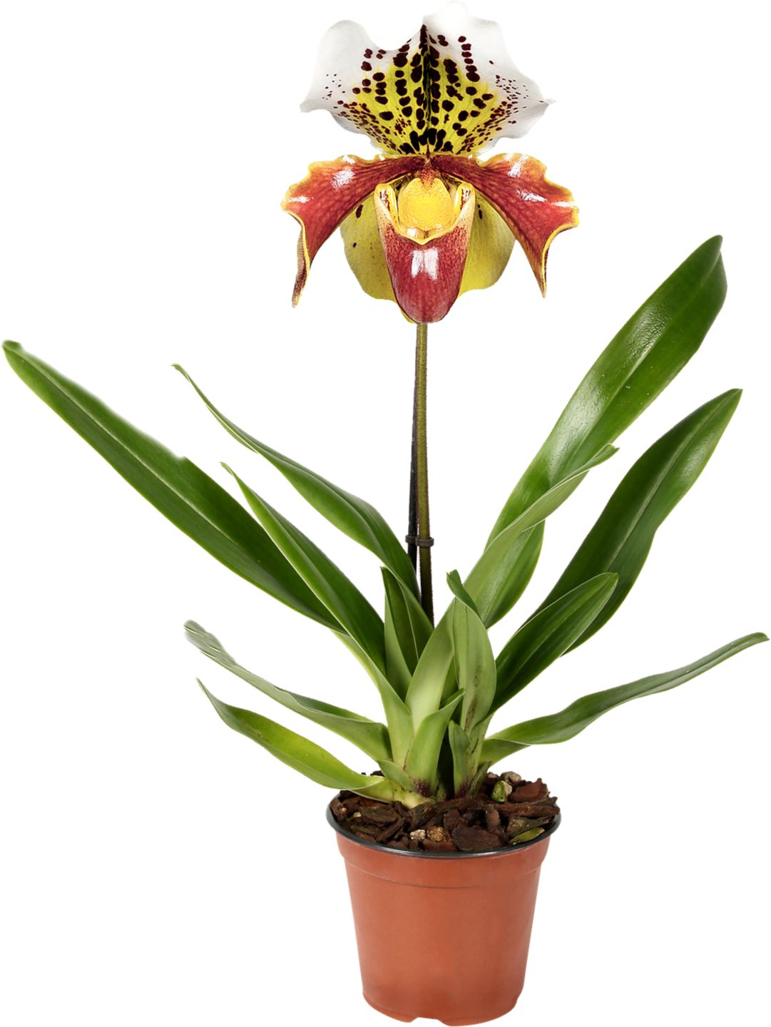 Střevíčník Orchidea Paphiopedilum