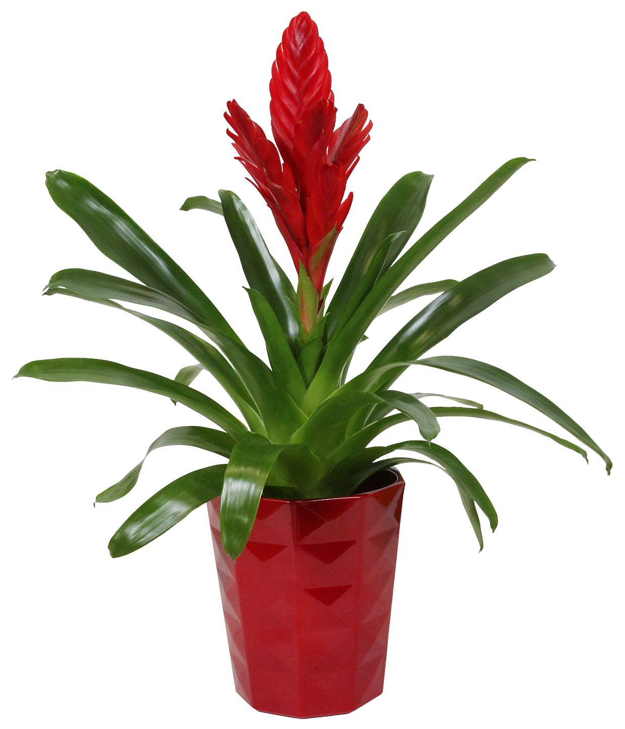 Guzmánia v keramike (Guzmania hybrid)