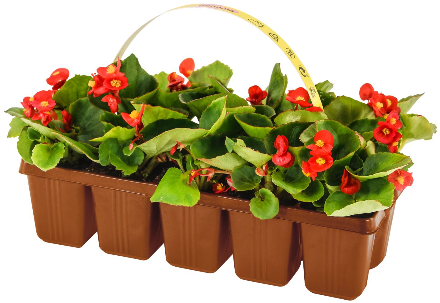 Balkónové kvety 10ks (Petunia, Begonia, Tagetes)