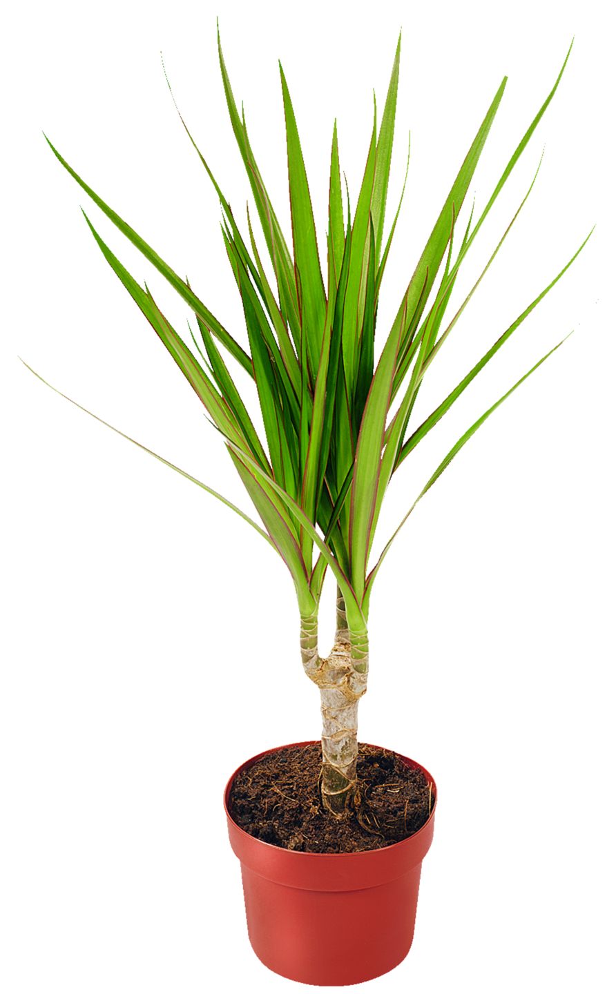 Dracéna marginata (Dracaena marginata)