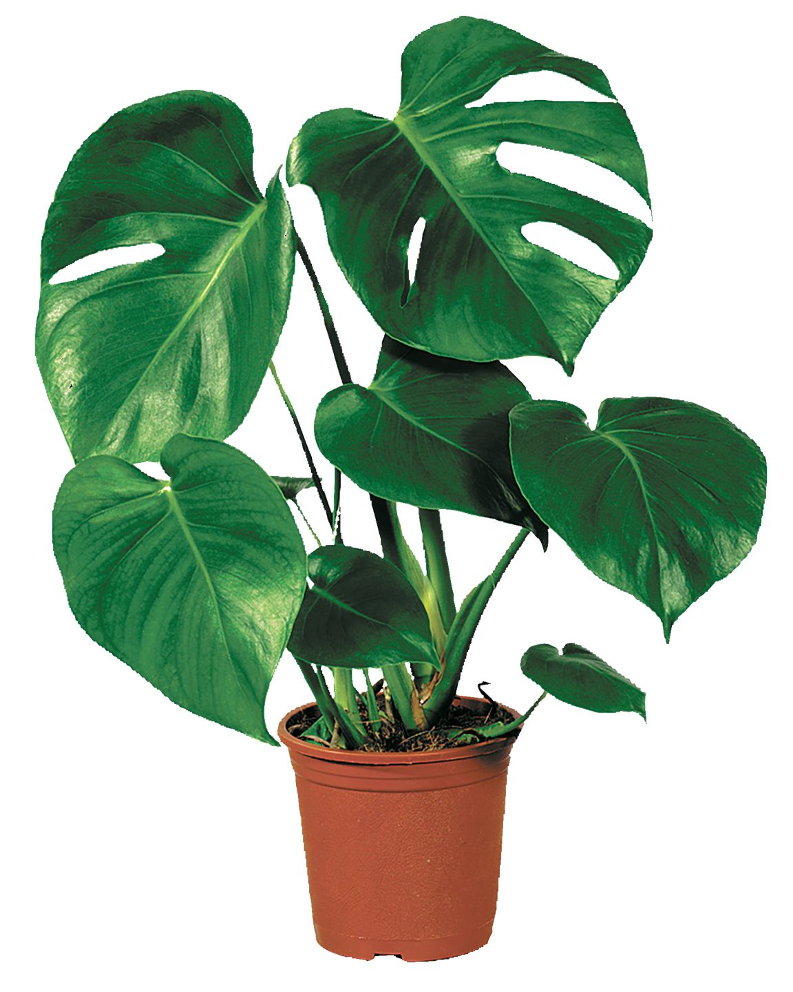 Monstera 