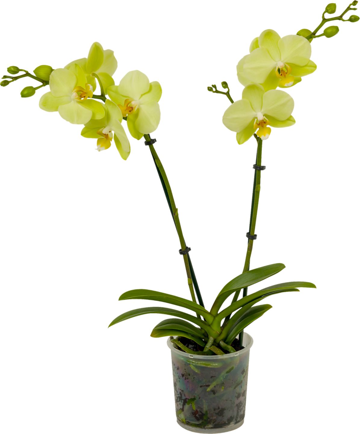 Orchidea Phalaenopsis 2 výhony