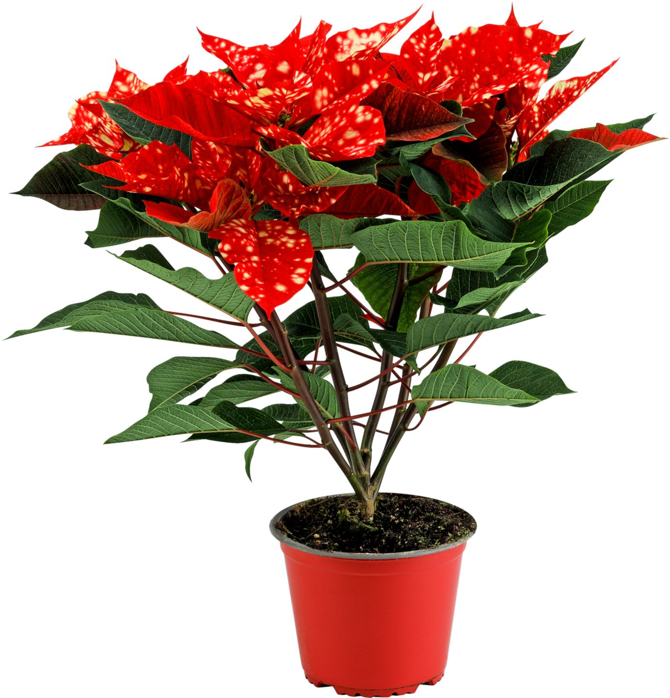 Vánoční hvězda STAR 14 cm Euphorbia pulcherrima