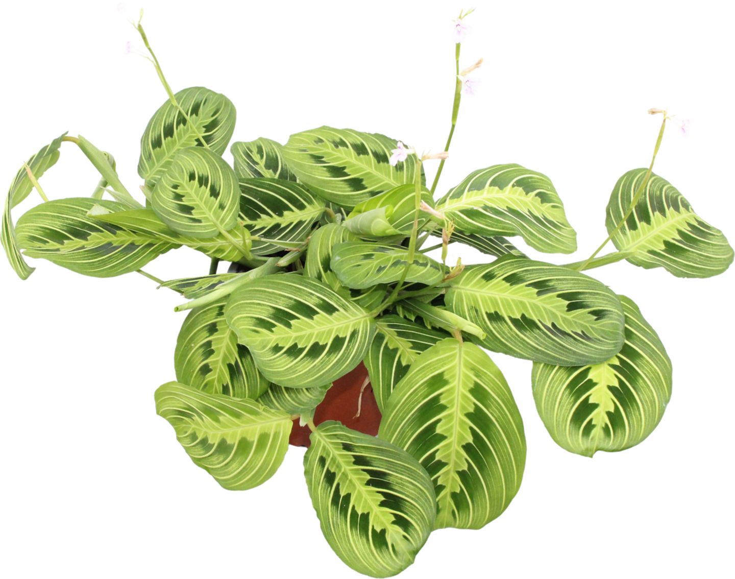 Maranta rebernatá (Maranta Leuconeura)
priemer kvetináča: 12 cm