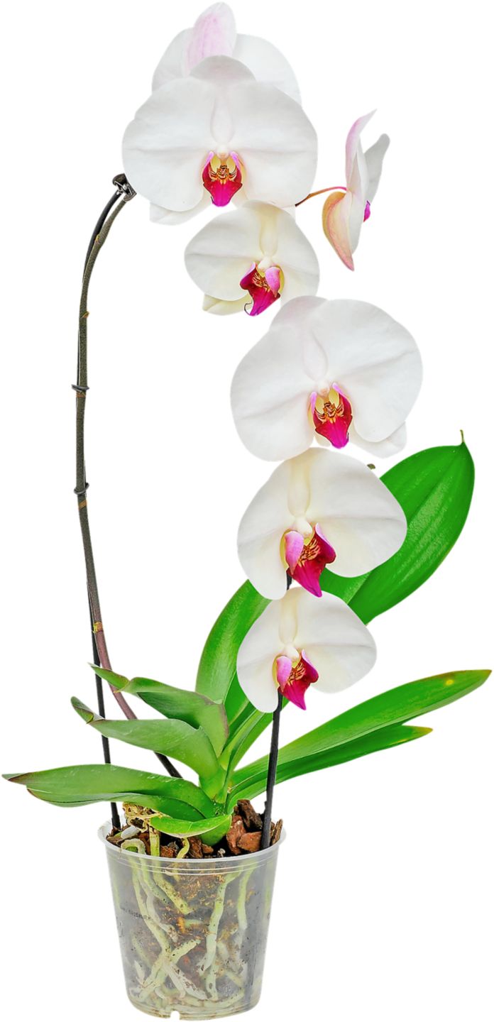 Orchidea Phalaenopsis Cascade