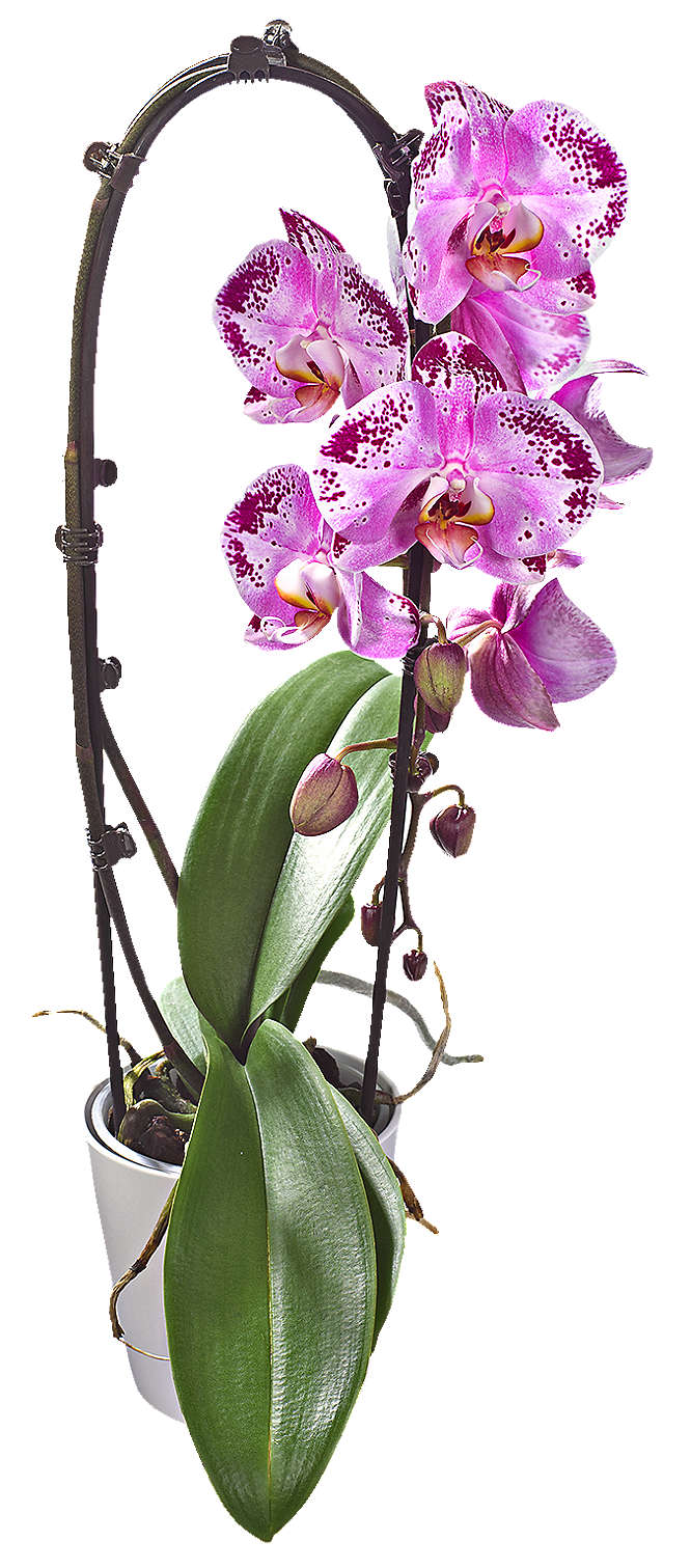 Fotografija ponude Orhideja 