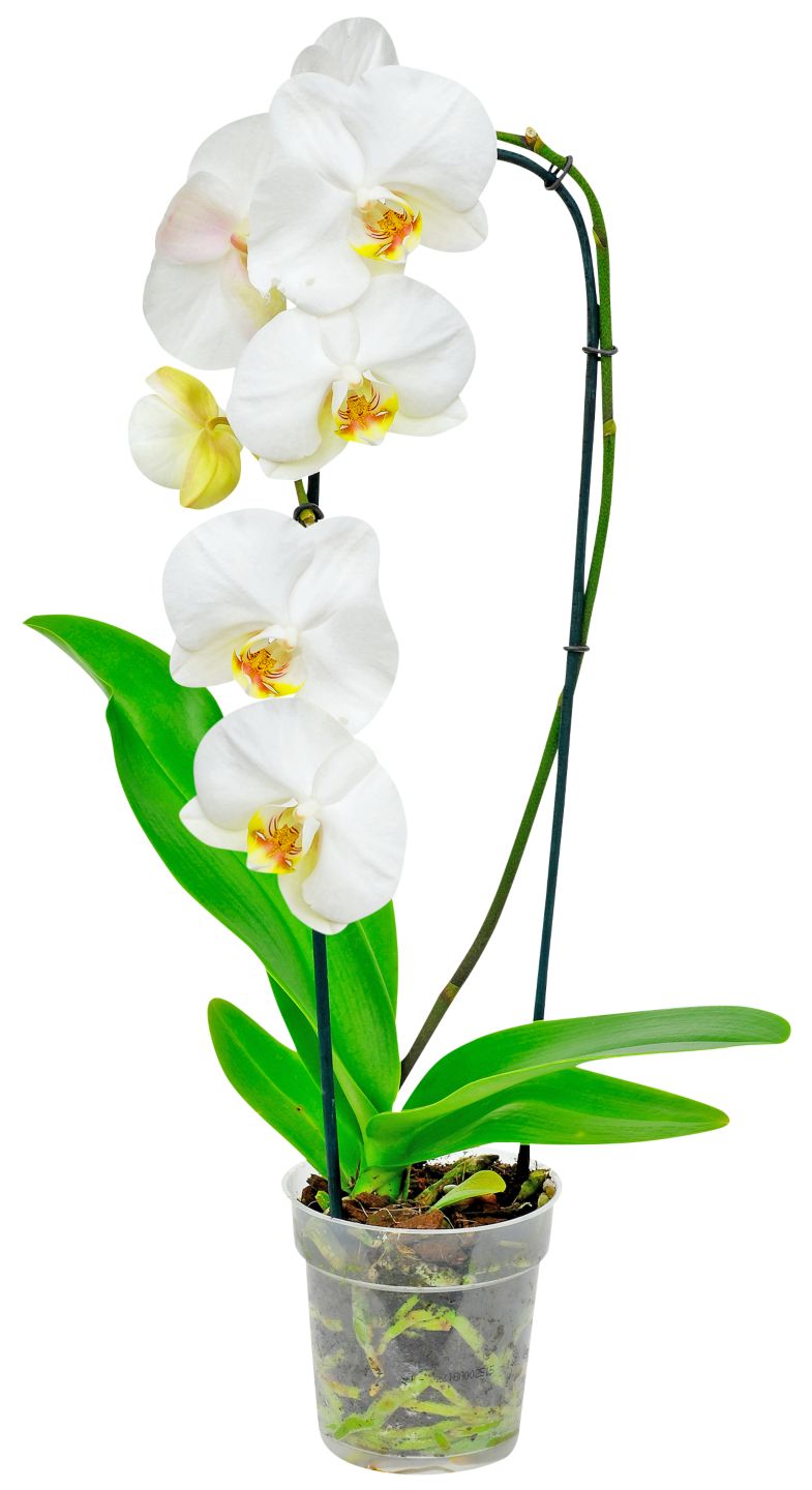 Orchidea Cascade (Phalaenopsis Cascade)