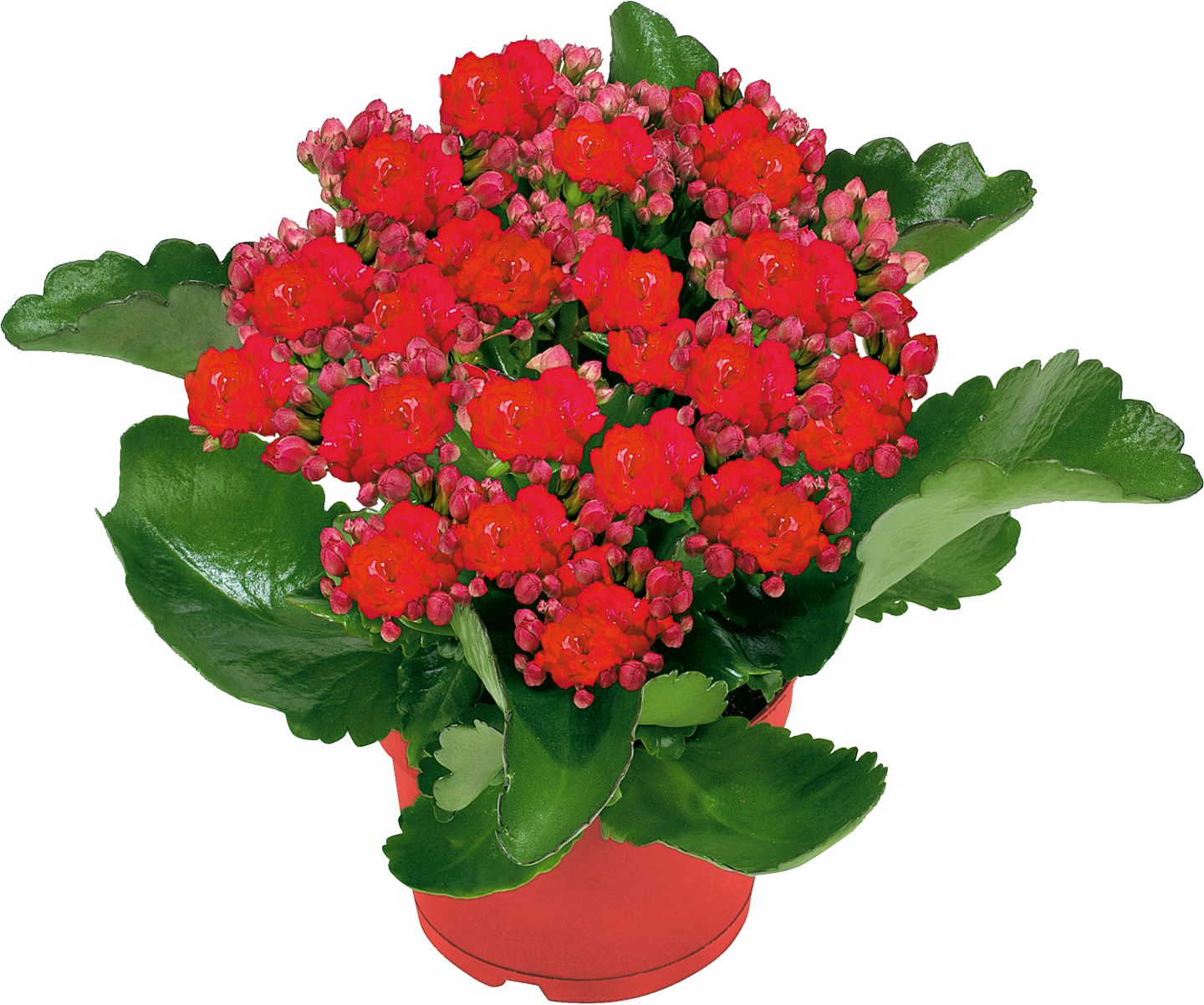 Kalanchoe (Kalanchoe blossfeldiana)