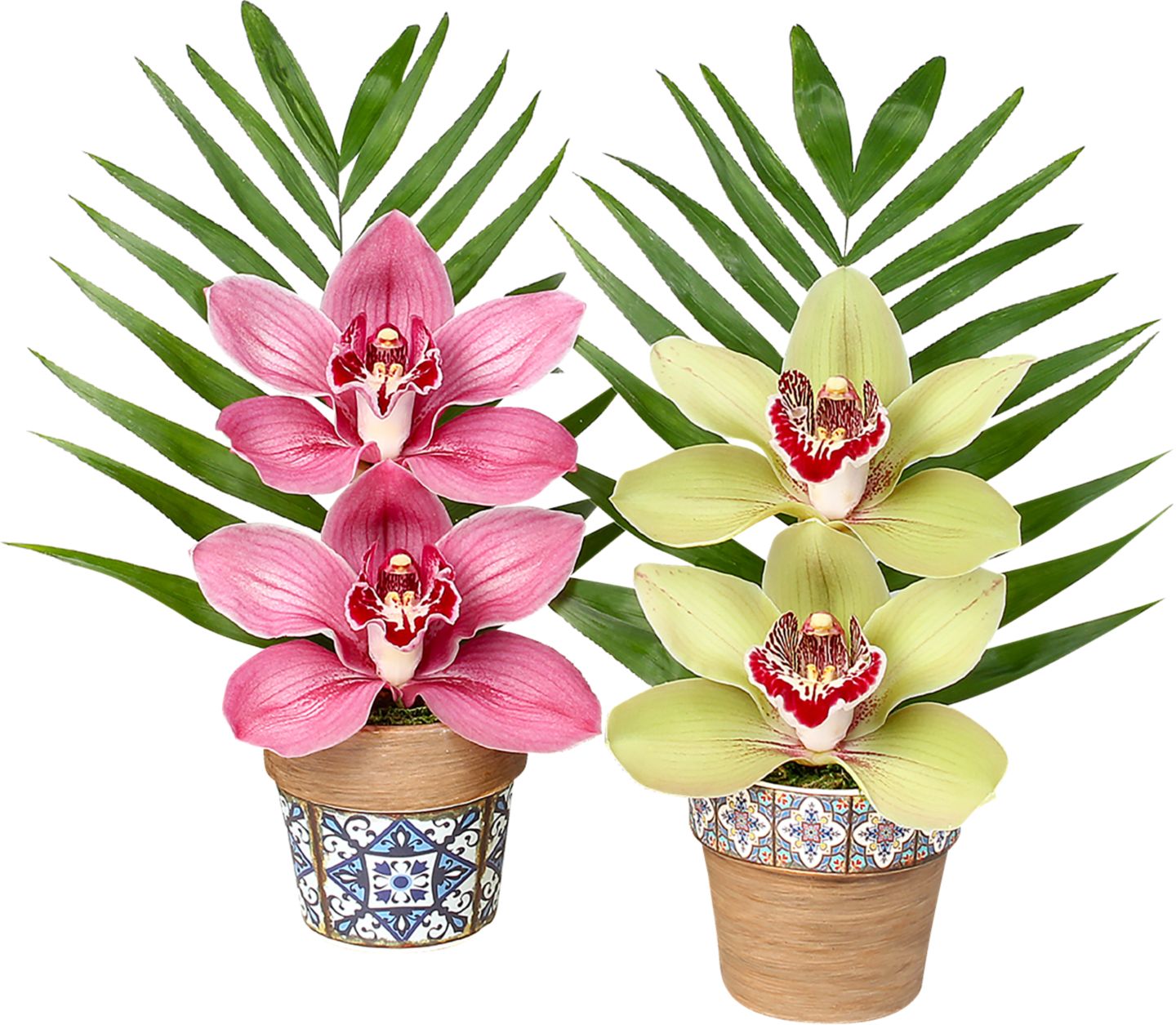 Orchidea Cymbidium 2 květy v keramice