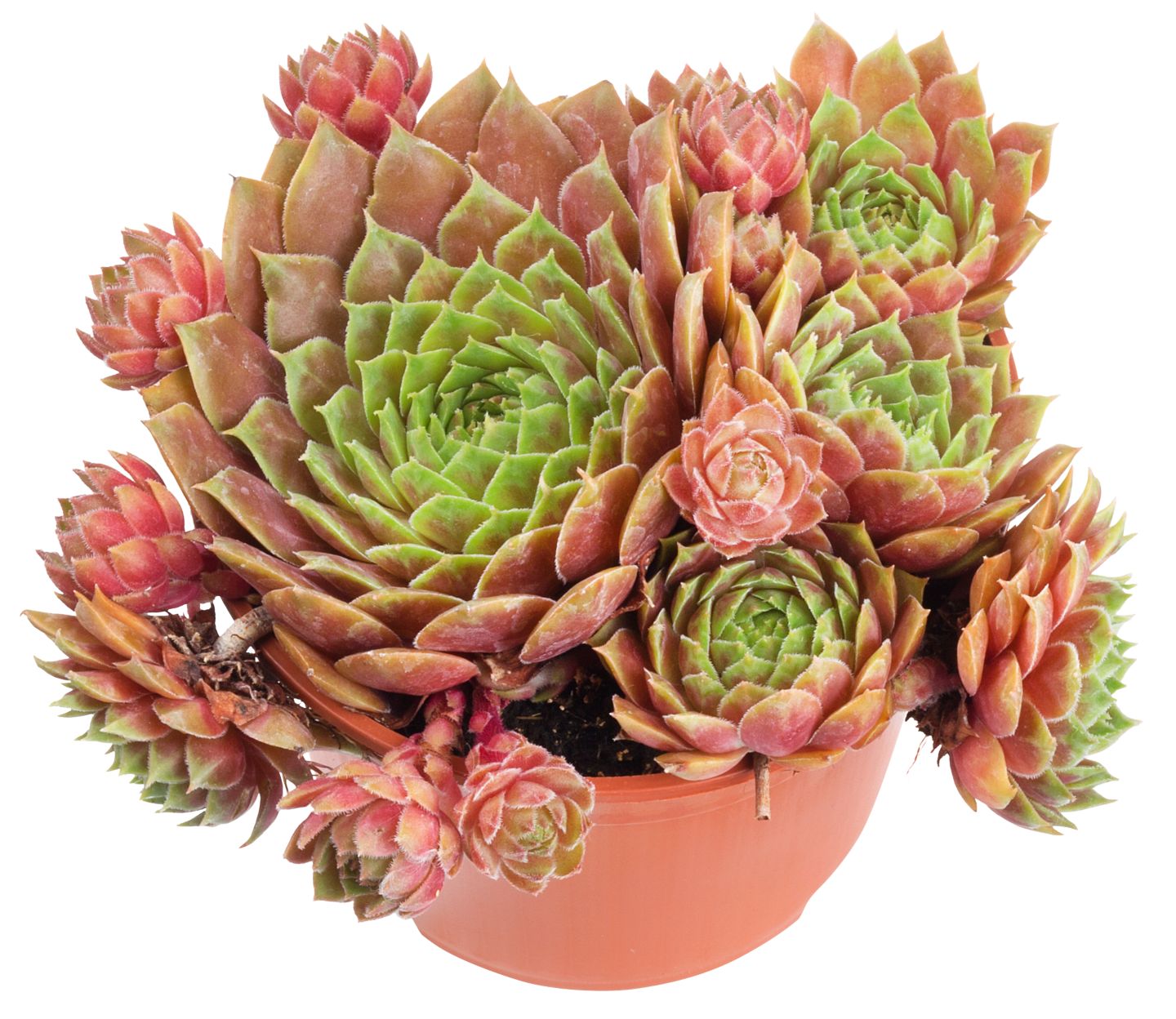 Изображение на Семпервивум 