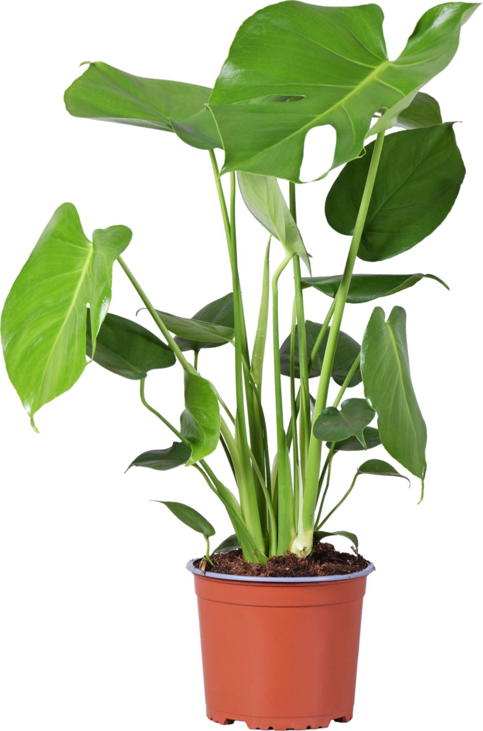 XXL Monstera skvelá (Monstera deliciosa)
priemer kvetináča: 21 cm