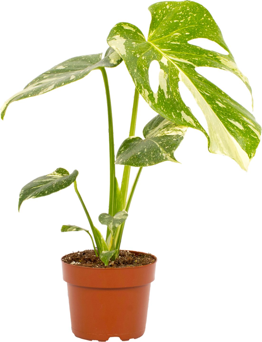 Monstera "Thai Constellation 