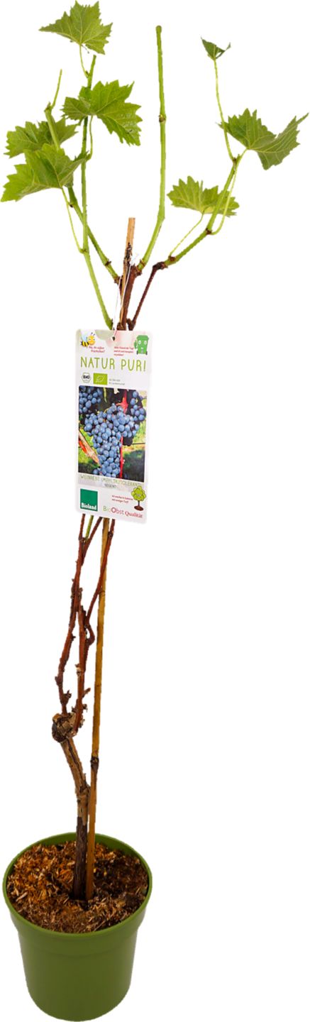 Bio Vinná réva různé druhy 