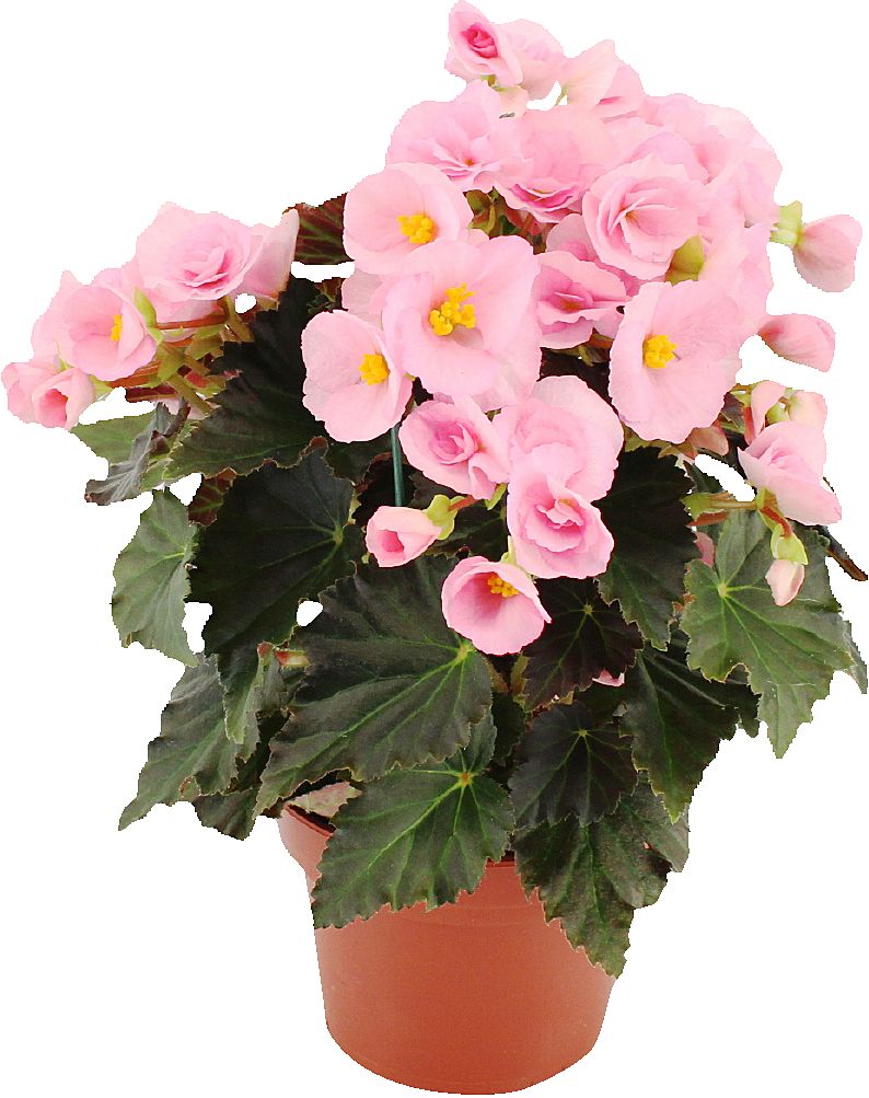 Begónia mix (Begonia)