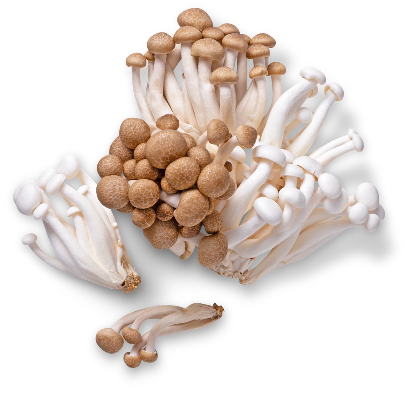 Chin. Shimeji  braun oder weiss