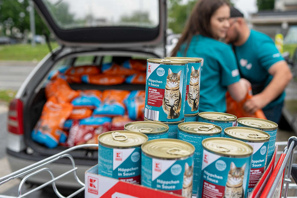 Grijă pentru blănoși: 105 animale sterilizate, vaccinate și microcipate gratuit 