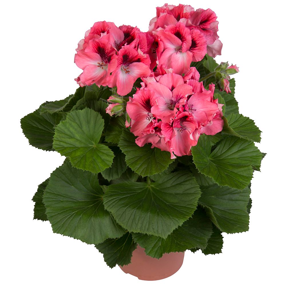 Изображение на Пеларгониум Грандифлорум Ø12 см
