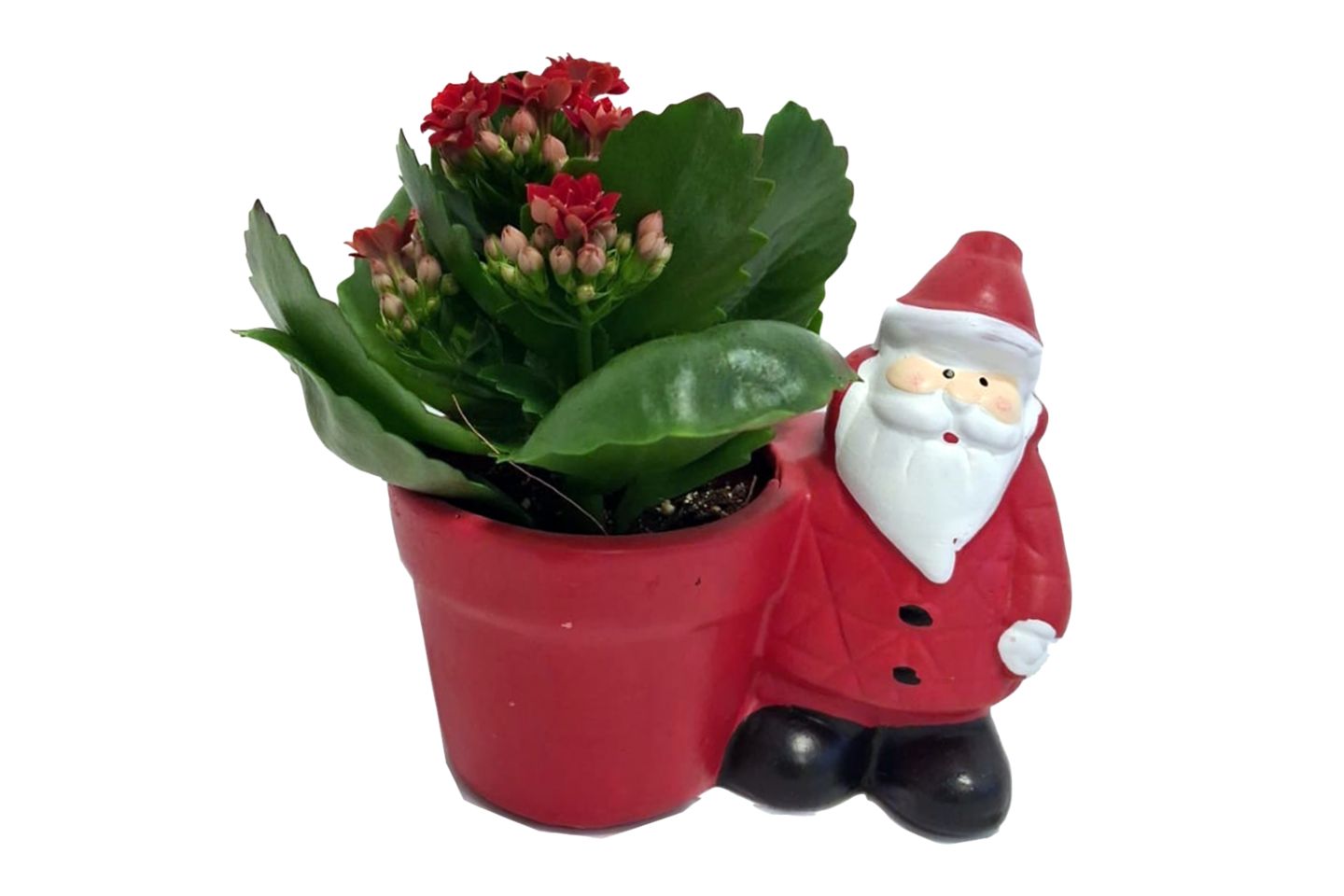 Изображение на Миникаланхое в керамика