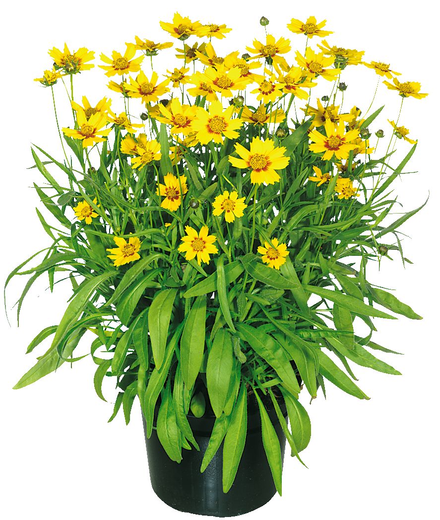 Coreopsis 