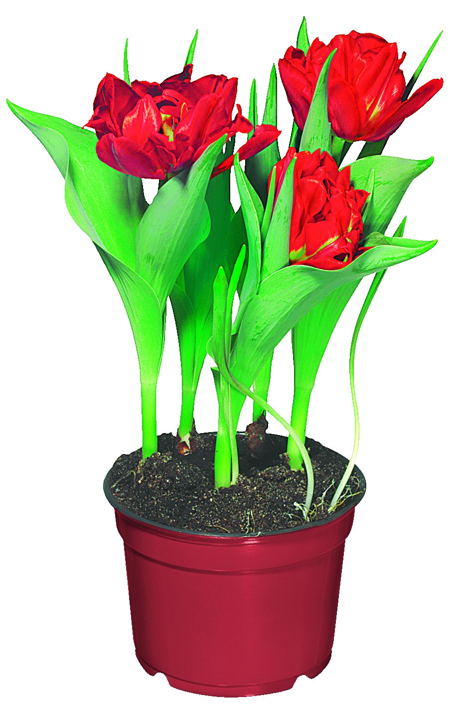 Изображение на Лале /3 луковици/ Ø9 см