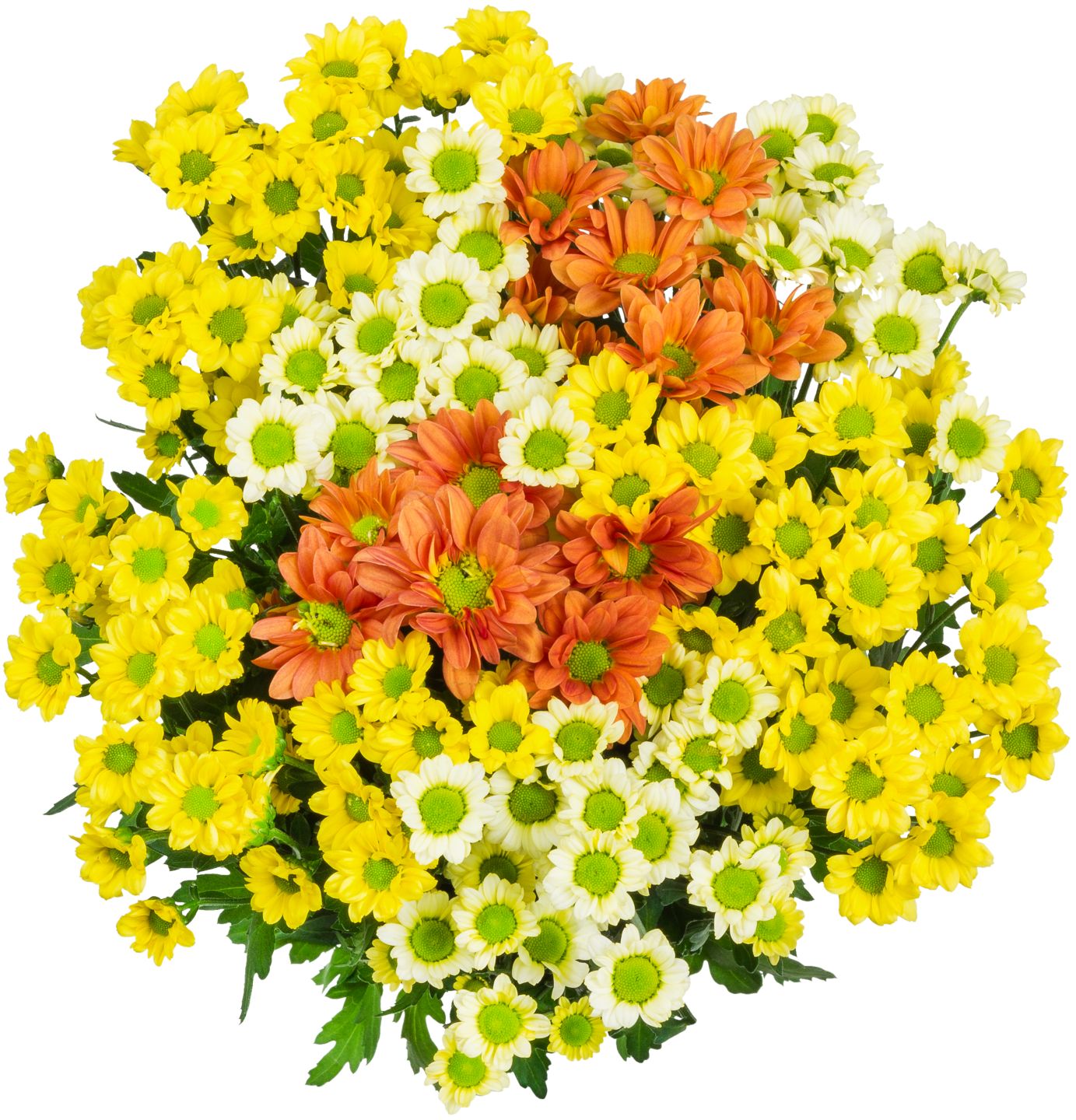 Krizanteme Santini MPC 10.9.2026=3,99€