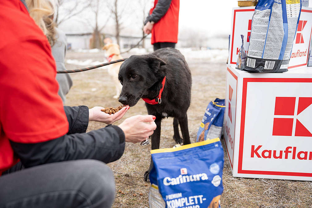 Даряваме по 1 тон кучешка храна на месец на общинските приюти в София