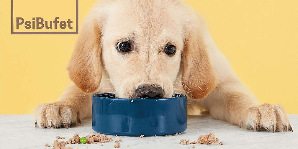 Pies o jasnej sierści je z miseczki