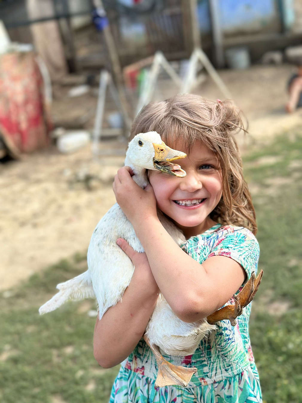 Animale domestice, cursuri de formare profesională și sere pentru legume