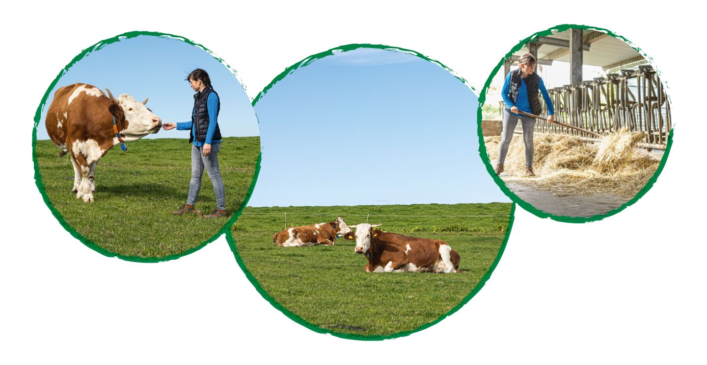 Drei Kreise mit Abbildung: Landwirtin mit Kuh auf der Weide; Kühe auf der Weide; Landwirtin im Stall