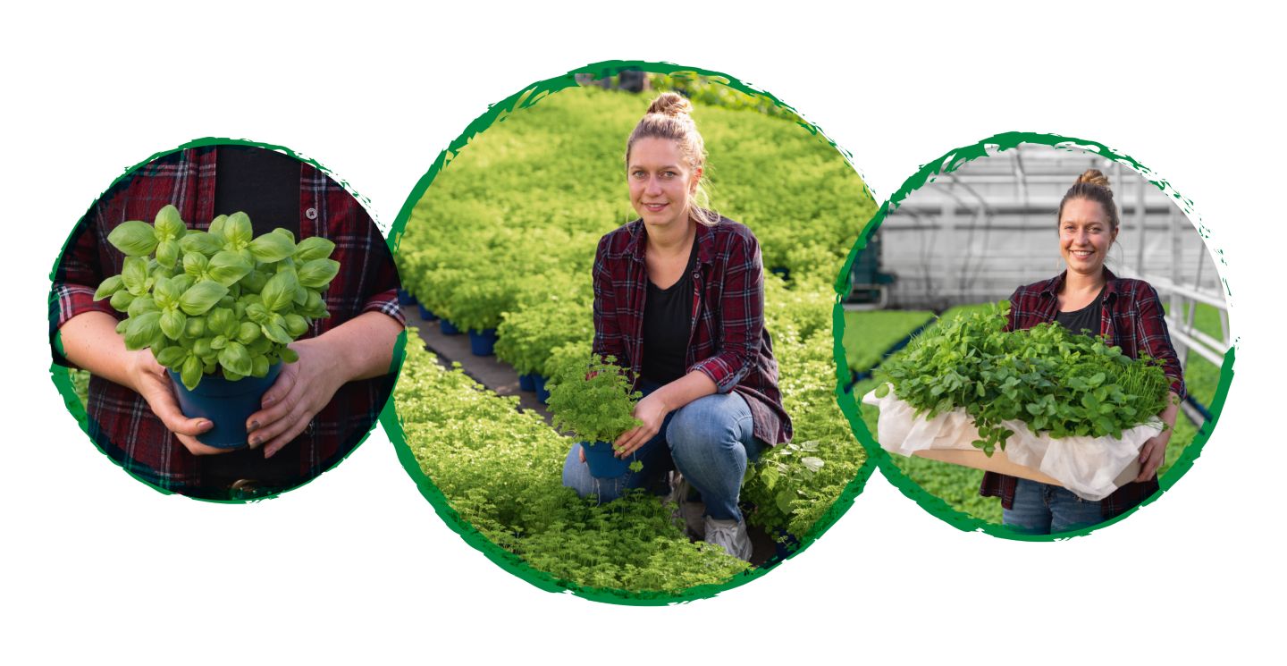 Drei Kreise mit Abbildung: Landwirtin mit Minze