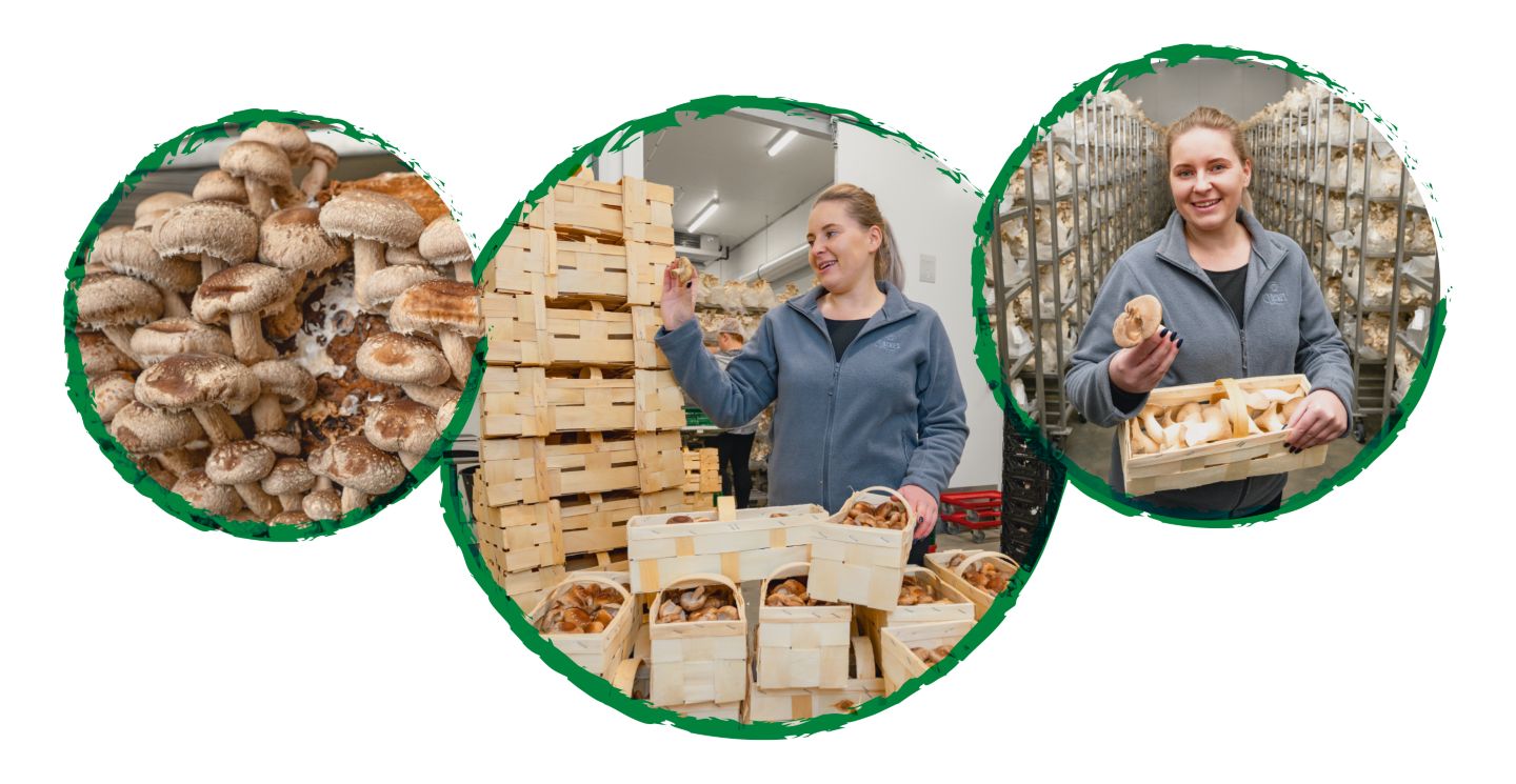 Drei Kreise mit Abbildung: Landwirtin mit Pilzen