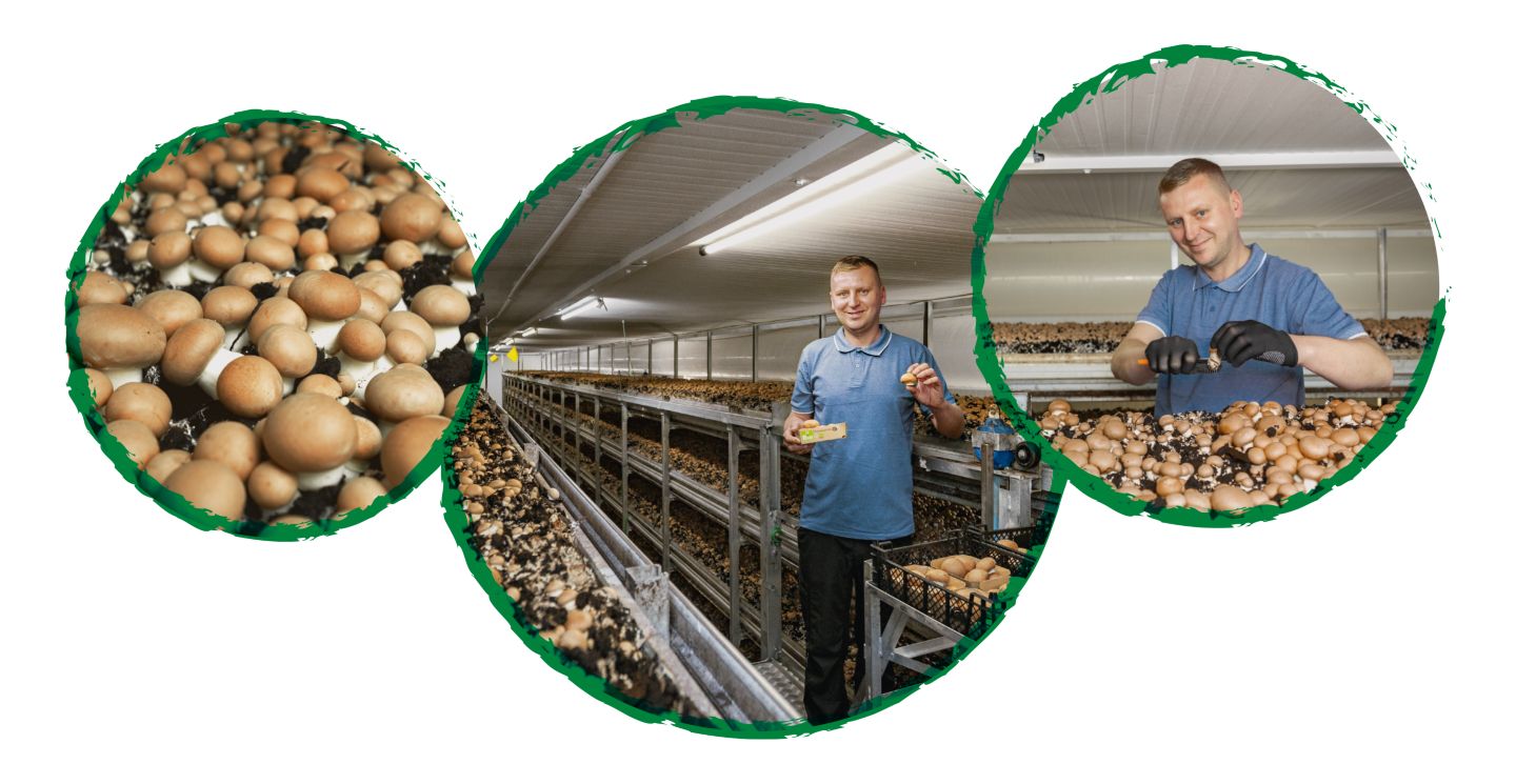 Drei Kreise mit Abbildung: Landwirt mit Champignons