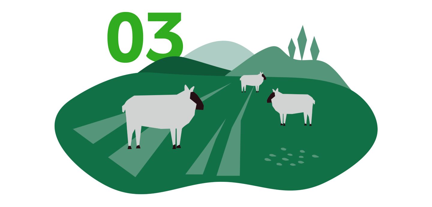 Illustration von Schafen; Zahl Nr. 3