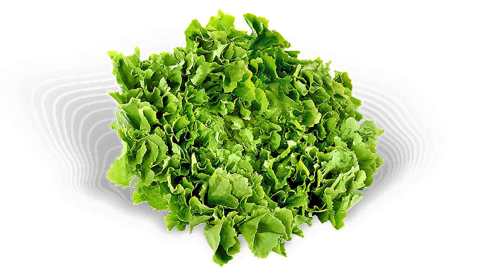 zelena salata domaća