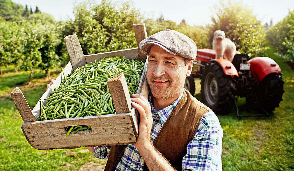 Zielona fasolka od lokalnego dostawcy 