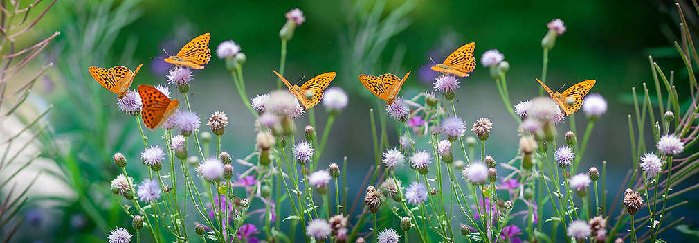 Wiese mit Schmetterlingen