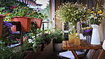 На изображении балкон с большим количеством зеленых горшочных растений и ящики с цветами на перилах. Кроме того, виден складной стул и деревянный стол, на котором стоят три вазы с цветами, а также бутылка и стакан с чаем со льдом.