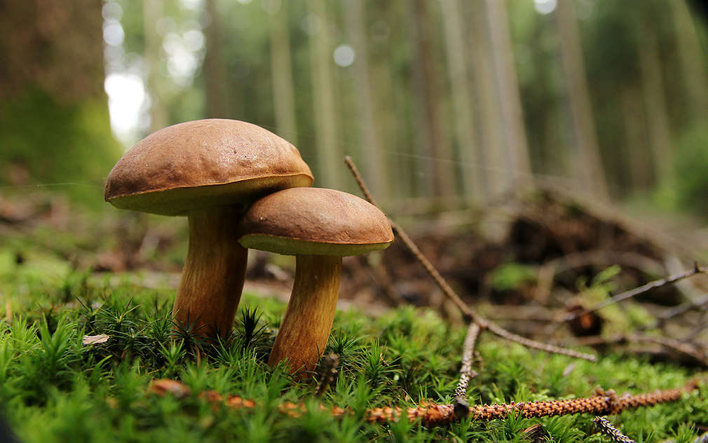 Dwa borowiki kasztanowate na leśnej polanie.