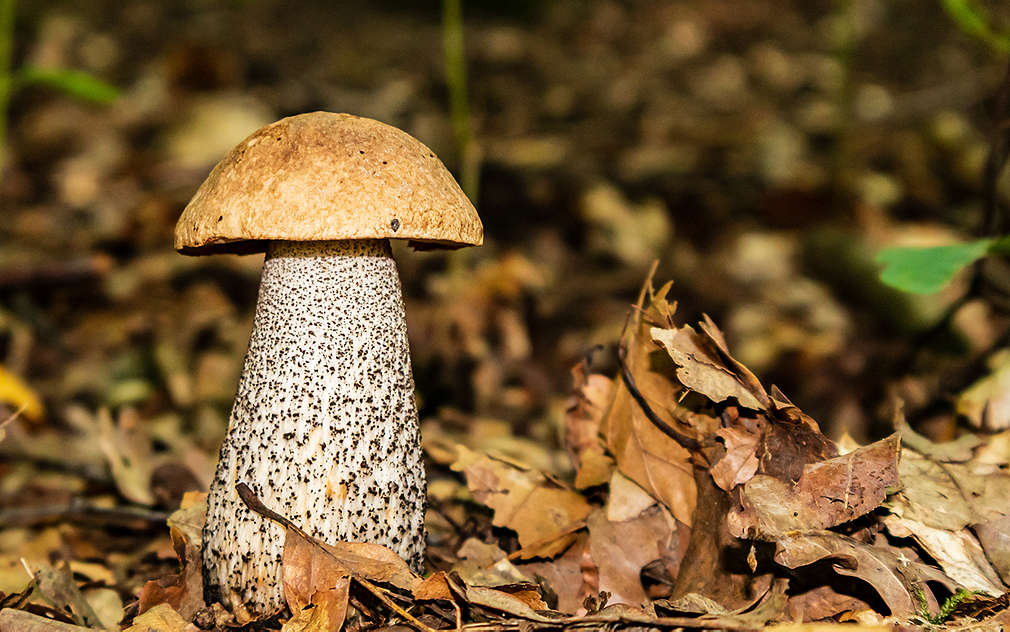 Duży borowik brzozowy z grubym czaro-białym trzonkiem na ściółce pokrytej liśćmi.