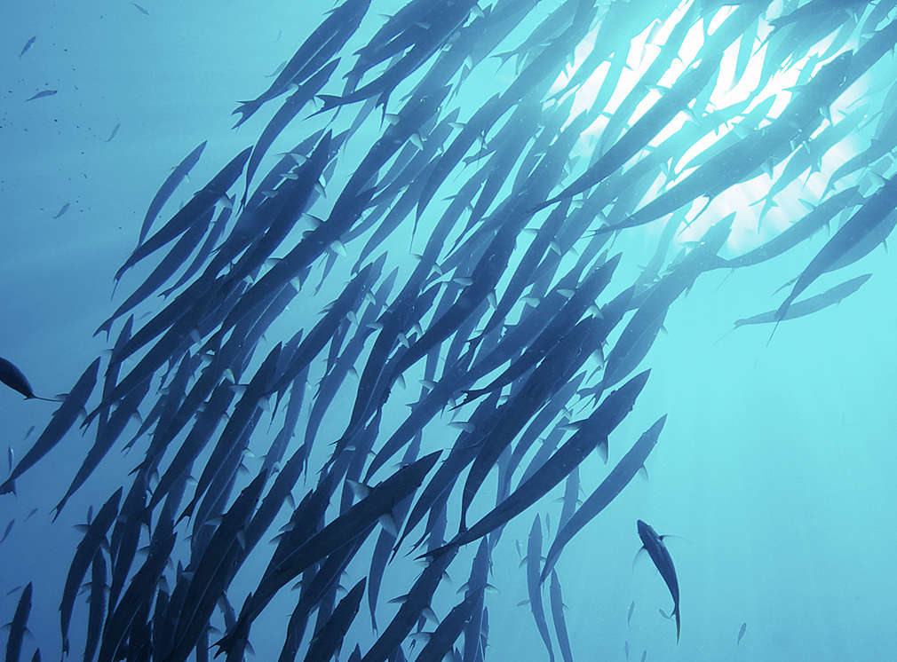 Shoal of fish in the sea